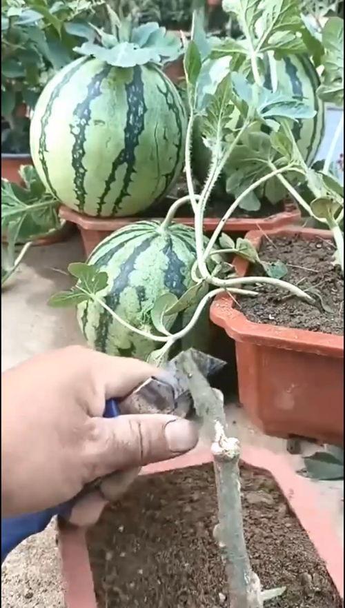 西瓜嫁接视频,高效繁殖与病害防治新途径