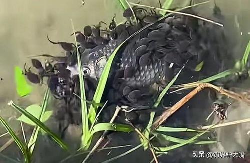 蝌蚪的视频,跟随视频见证蜕变之旅