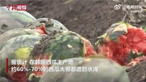 韩国西瓜视频,韩国短视频平台的魅力探索