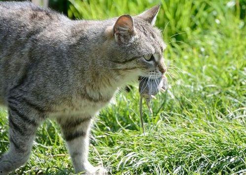 老鼠抓猫视频,一场惊心动魄的追逐战