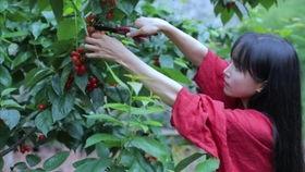 吃李子视频,一场视觉与味蕾的双重盛宴