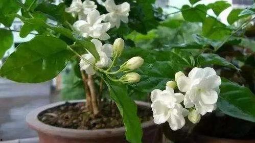 茉莉花修剪视频,视频教程详解