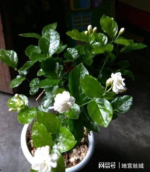 茉莉花修剪视频,视频教程详解