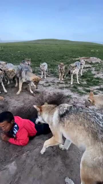 狼窝视频,揭秘神秘狼群生活，探寻自然界的智慧与力量