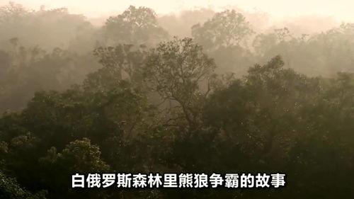 狼窝视频,揭秘神秘狼群生活，探寻自然界的智慧与力量