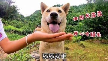 搞笑狗狗小视频,狗狗小视频里的欢乐时光
