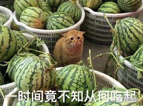 火爆吃瓜爆料是什么意思