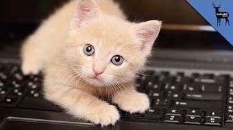 猫咪网站视频,萌宠瞬间，治愈你的心灵