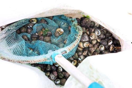 捡螺视频,跟随捡螺达人揭秘海洋螺贝世界