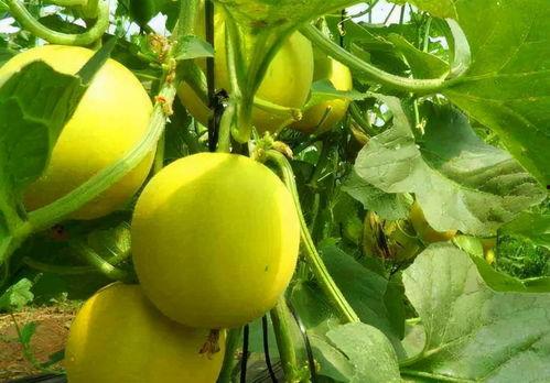 二瓜今日出瓜量,海量资讯，一网打尽！