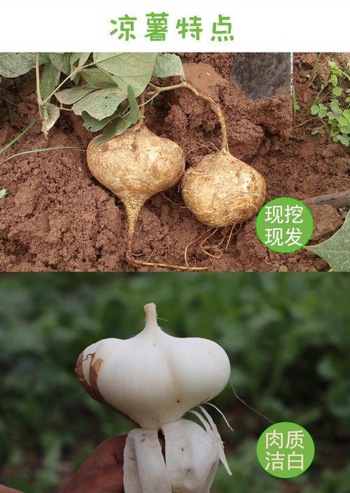 昆明今日土瓜价格多少,实惠之选，市民抢购热潮