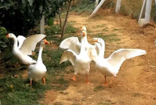 大白鹅的视频,萌态百出，温馨瞬间大盘点