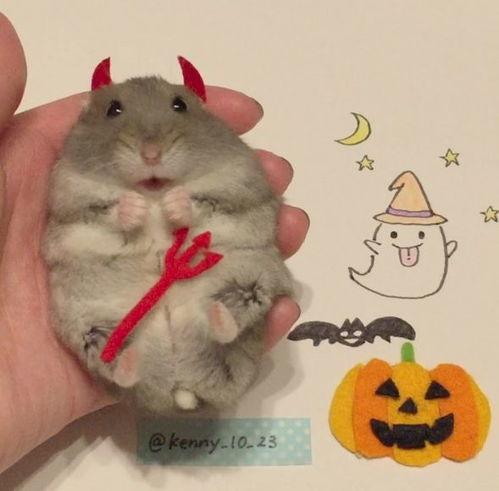 小仓鼠吃黑瓜有多痛,小仓鼠的痛苦食旅