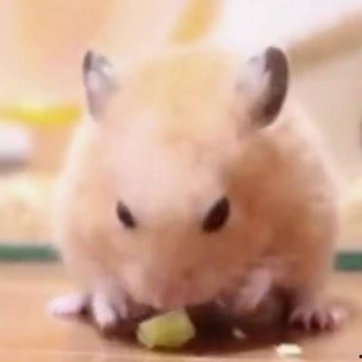 小仓鼠吃黑瓜有多痛,小仓鼠的痛苦食旅