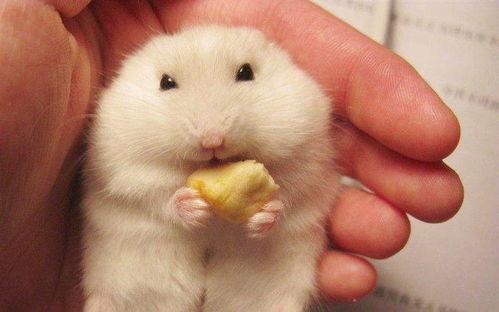 小仓鼠吃黑瓜有多痛,小仓鼠的痛苦食旅