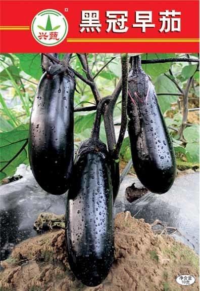 吃黑茄瓜的坏处,黑茄瓜过量食用危害揭秘