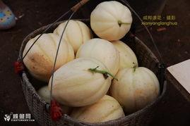 今日瓜吃瓜不信瓜,吃瓜不信瓜，真相大揭秘