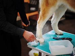 国际赛犬比赛视频,国际赛犬比赛精彩瞬间大盘点