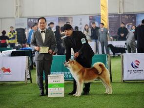 国际赛犬比赛视频,国际赛犬比赛精彩瞬间大盘点