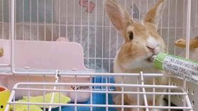侏儒兔视频,带你领略可爱小生命的魅力