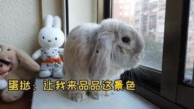 侏儒兔视频,带你领略可爱小生命的魅力