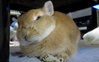 侏儒兔视频,带你领略可爱小生命的魅力